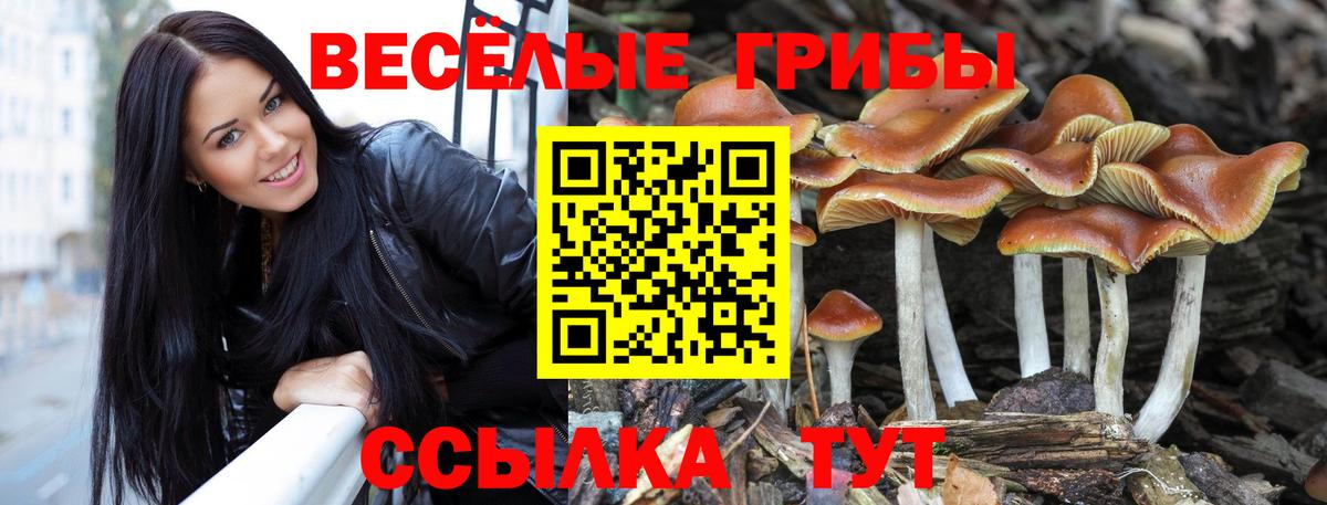 Галлюциногенные грибы мицелий  Галлюциногенные грибы Psilocybine cubensis  Заречный  Вход с VPN 